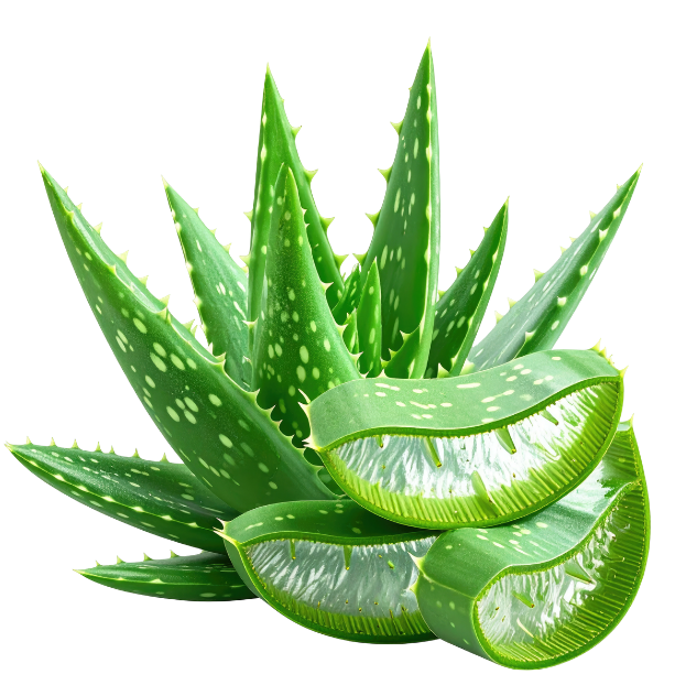 Friss aloe vera levelek